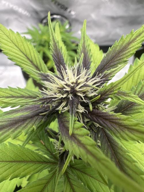 Priscilla/Purple Lemonade Auto. Week 6