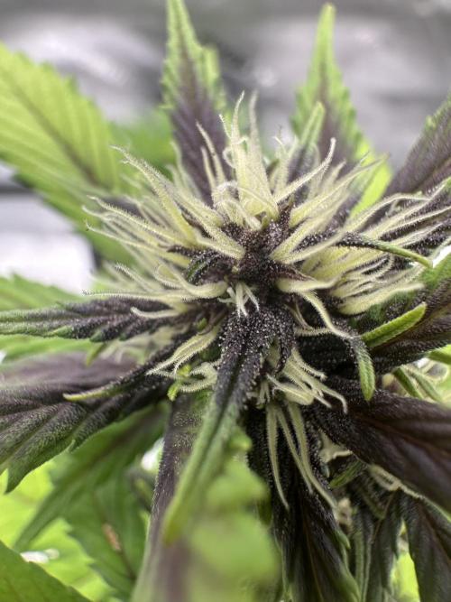 Priscilla/Purple Lemonade Auto. Week 6