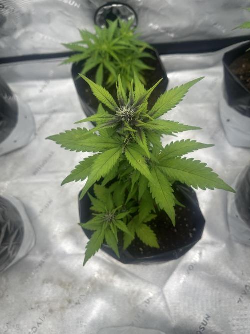 Priscilla/Purple Lemonade Auto. Week 6