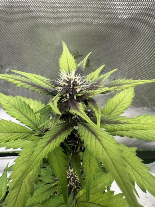 Priscilla/Purple Lemonade Auto. Week 6