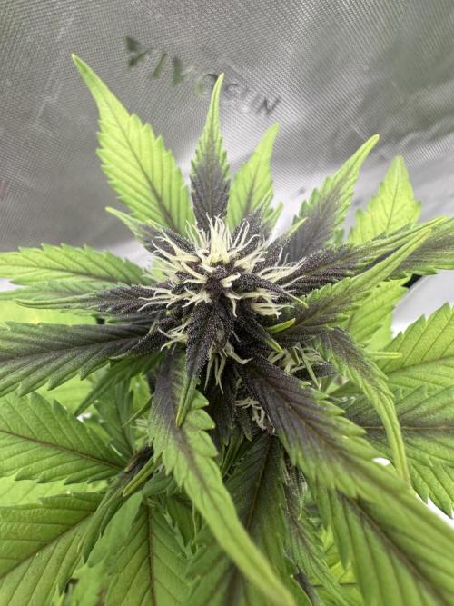 Priscilla/Purple Lemonade Auto. Week 6