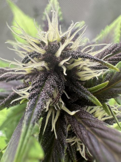 Priscilla/Purple Lemonade Auto. Week 6