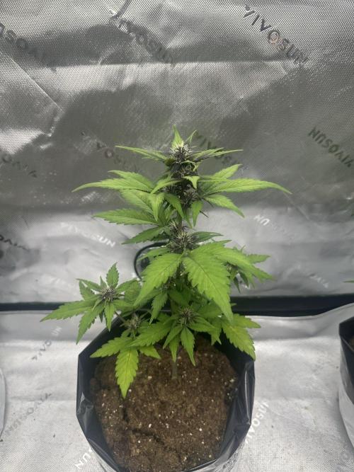Priscilla/Purple Lemonade Auto. Week 6