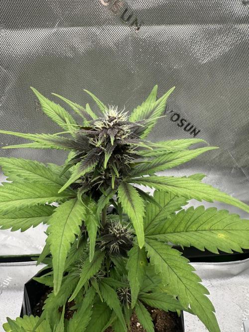 Priscilla/Purple Lemonade Auto. Week 6