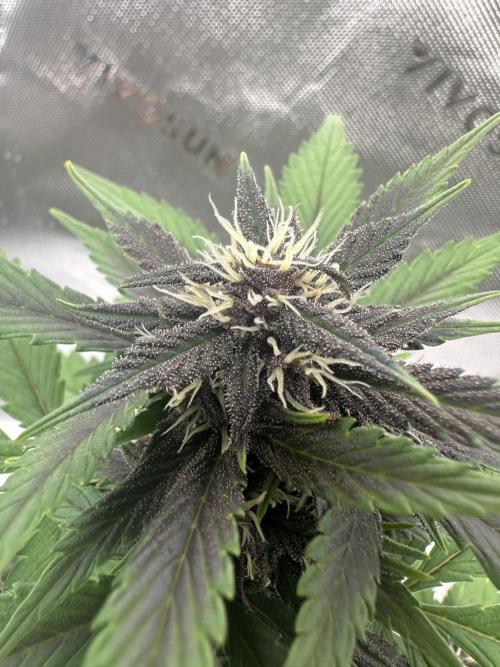 Priscilla/Purple Lemonade Auto. Week 7