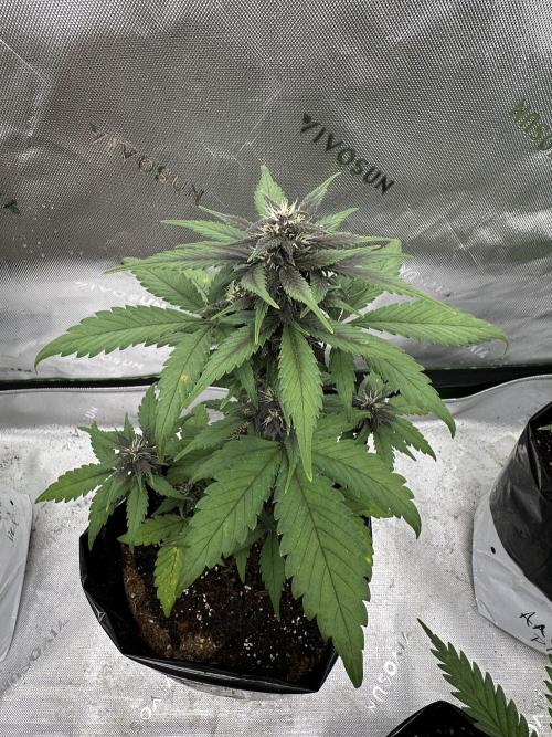 Priscilla/Purple Lemonade Auto. Week 7