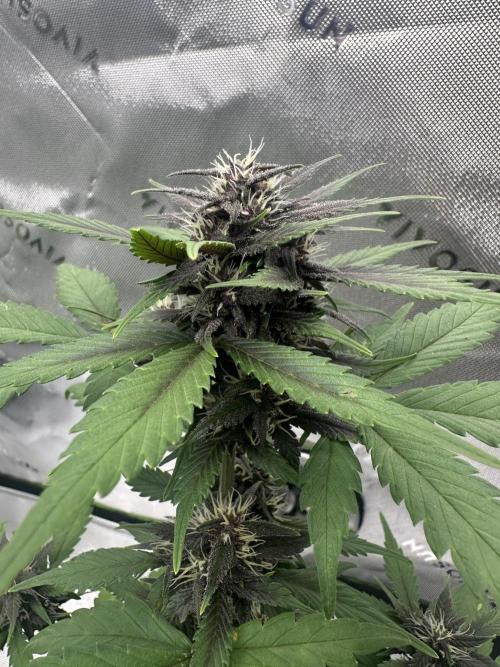 Priscilla/Purple Lemonade Auto. Week 7