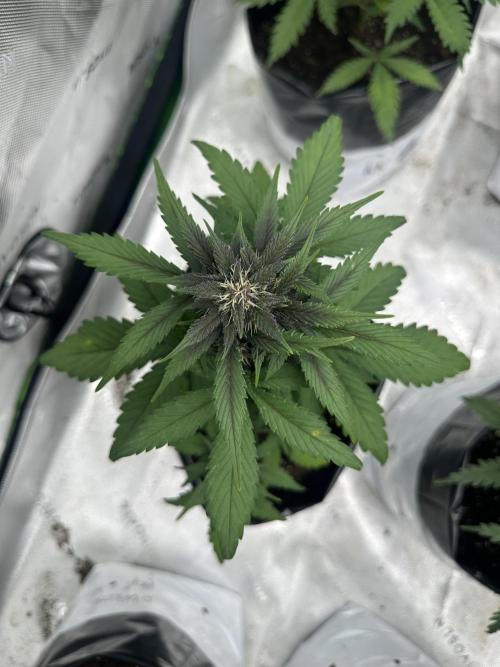 Priscilla/Purple Lemonade Auto. Week 7