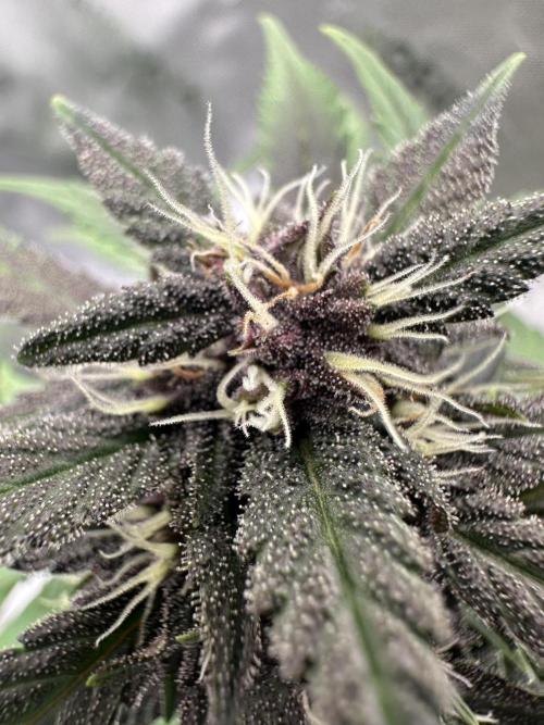 Priscilla/Purple Lemonade Auto. Week 7