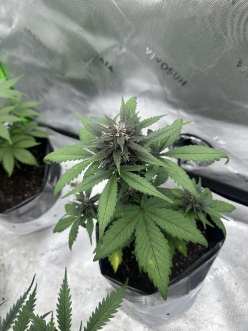 Purple Lemonade Auto. Week 7