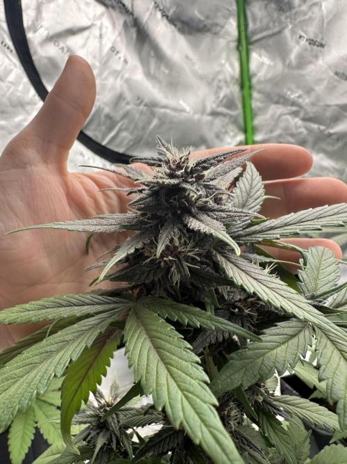 Priscilla/Purple Lemonade Auto. Week 7