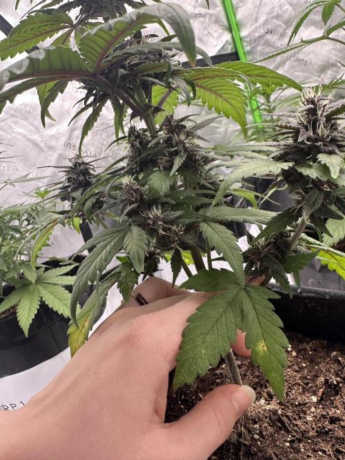Priscilla/Purple Lemonade Auto. Week 7