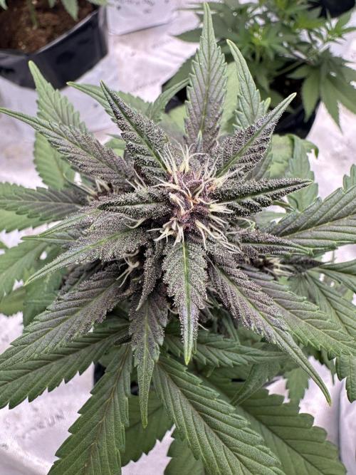 Priscilla/Purple Lemonade Auto. Week 7