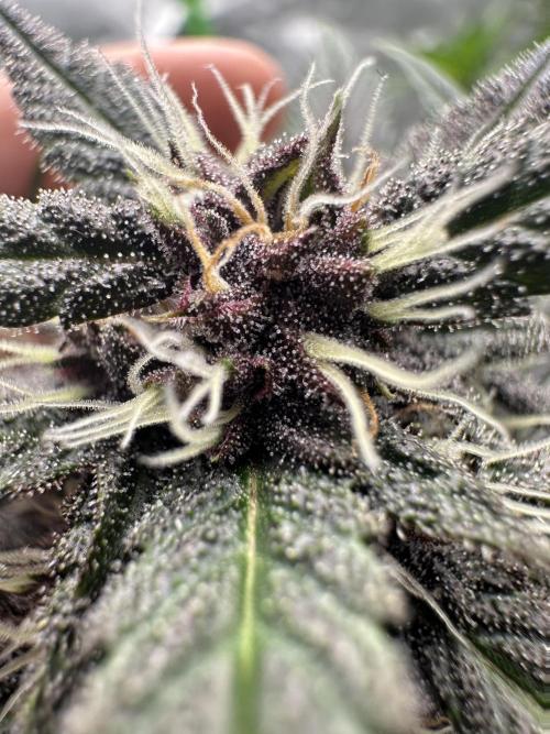 Purple Lemonade Auto. Week 7