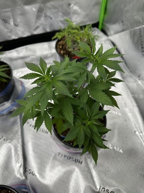 Reba/Rainbow Melon. Week 6