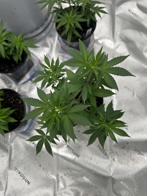 Reba/Rainbow Melon. Week 6