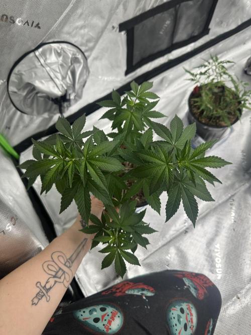 Rainbow Melon. Week 6