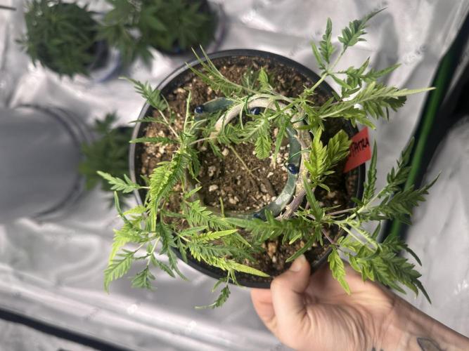 Cleopatra/Crown Bonsai. Week 19