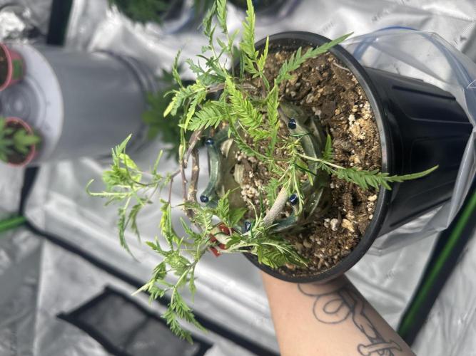 Cleopatra/Crown Bonsai. Week 19