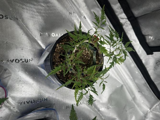 Cleopatra/Crown Bonsai. Week 19