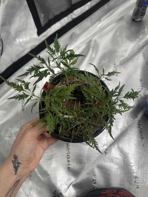 Cleopatra/Crown Bonsai. Week 19