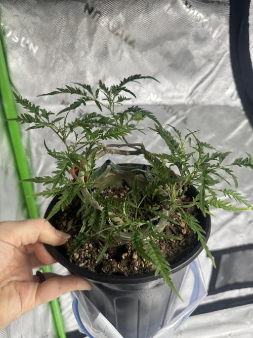 Cleopatra/Crown Bonsai. Week 19