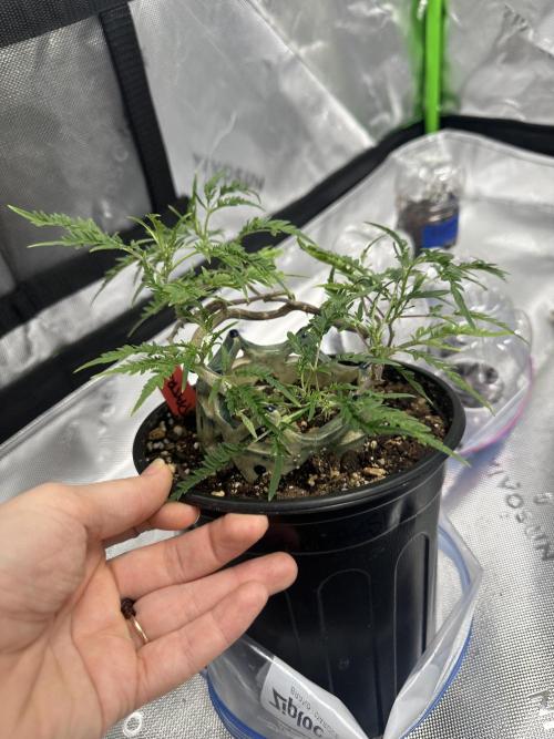 Cleopatra/Crown Bonsai. Week 19