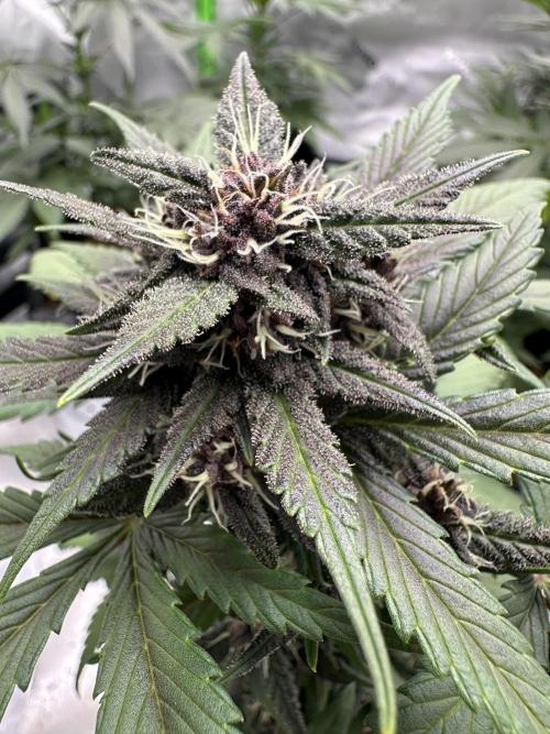 Priscilla/Purple Lemonade Auto. Week 8