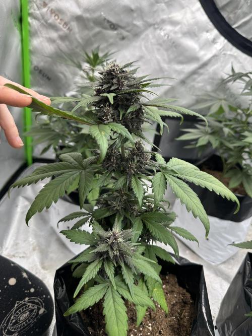 Priscilla/Purple Lemonade Auto. Week 8