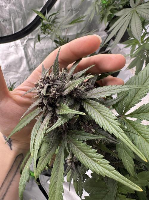 Priscilla/Purple Lemonade Auto. Week 8