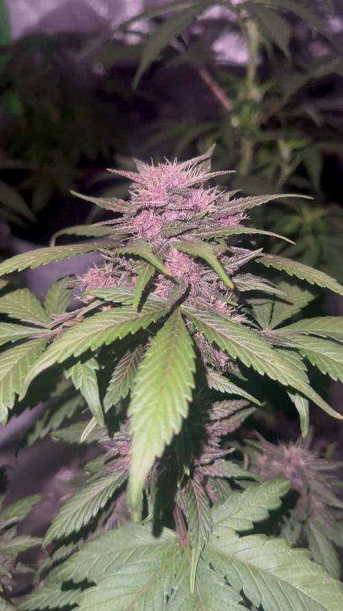 Priscilla/Purple Lemonade Auto