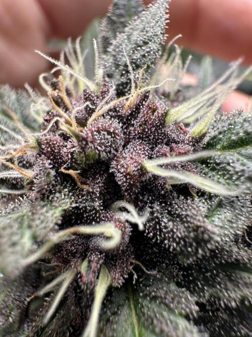 Priscilla/Purple Lemonade Auto. Week 8