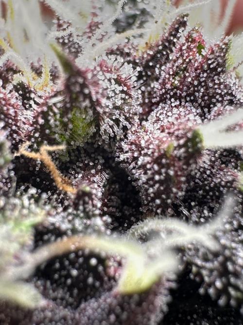Priscilla/Purple Lemonade Auto. Week 8