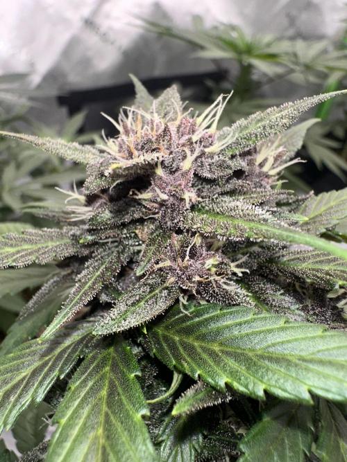 Priscilla/Purple Lemonade Auto. Week 8