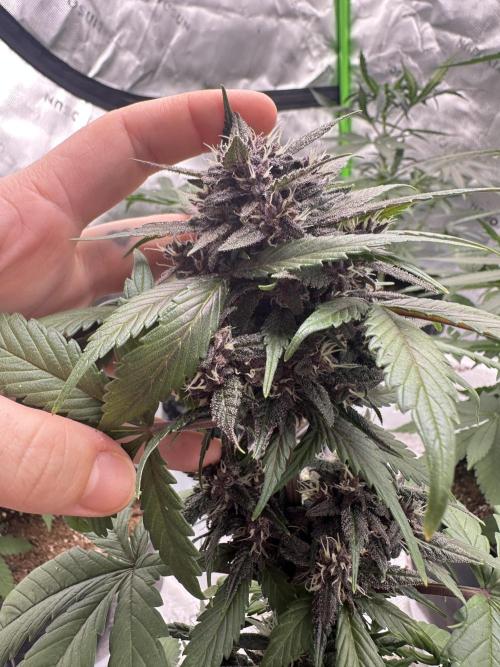 Priscilla/Purple Lemonade Auto. Week 8