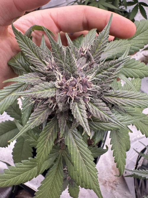 Priscilla/Purple Lemonade Auto. Week 8