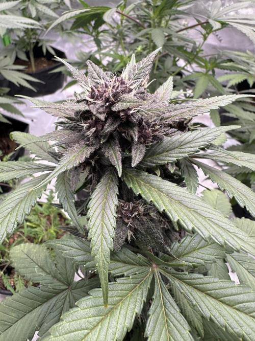Priscilla/Purple Lemonade Auto. Week 8