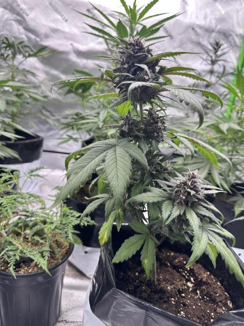 Priscilla/Purple Lemonade Auto. Week 8