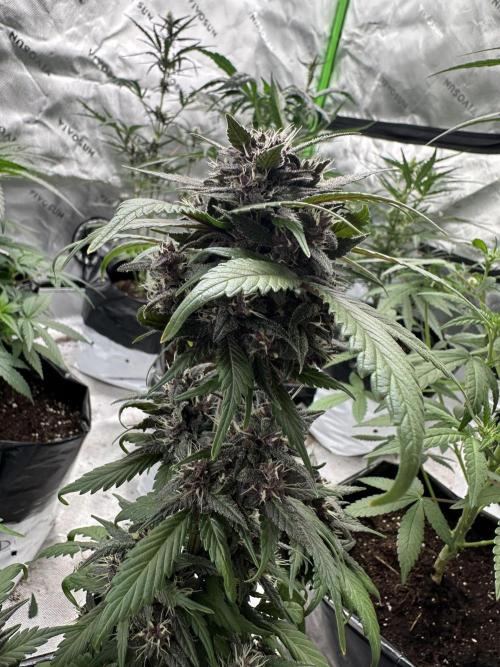 Priscilla/Purple Lemonade Auto. Week 8