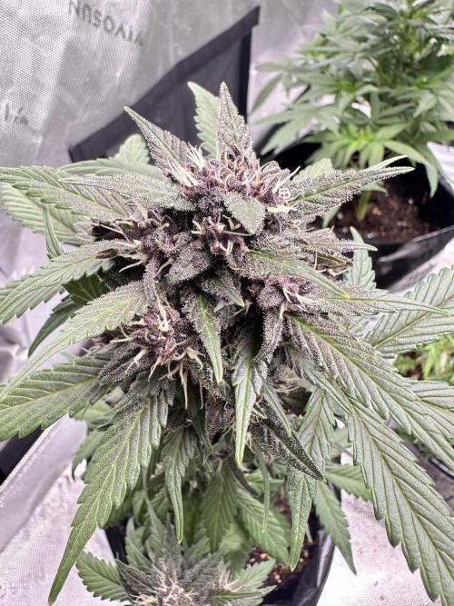 Priscilla/Purple Lemonade Auto. Week 8