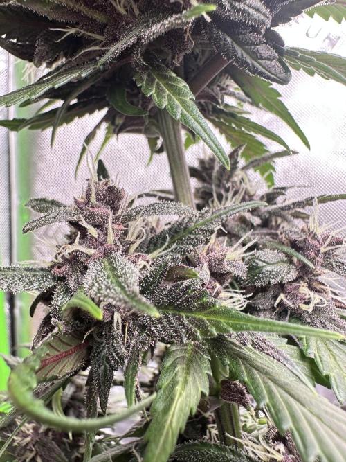 Priscilla/Purple Lemonade Auto. Week 8