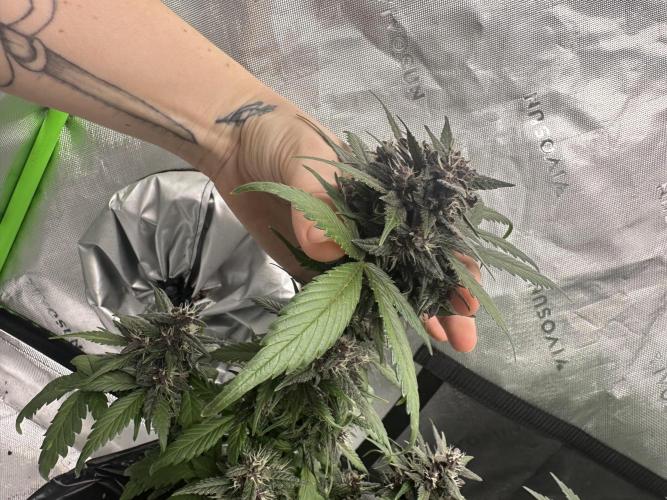 Priscilla/Purple Lemonade Auto. Week 8