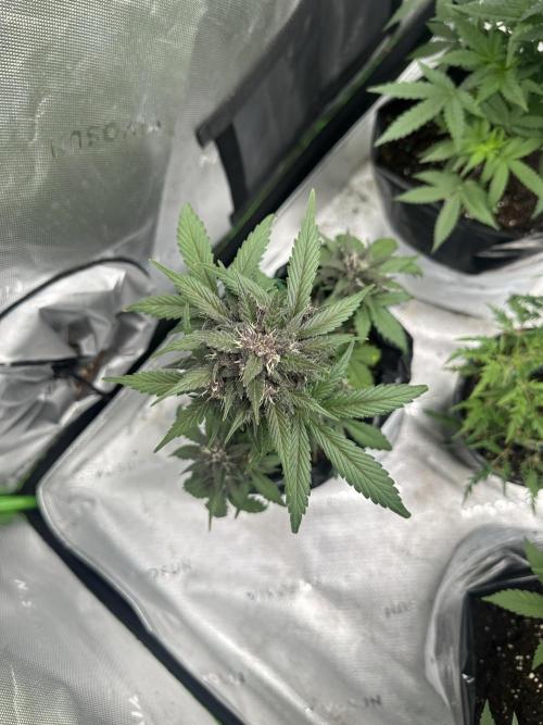 Priscilla/Purple Lemonade Auto. Week 8