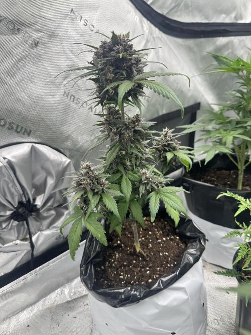 Priscilla/Purple Lemonade Auto. Week 8