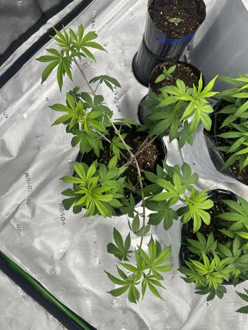 Rainbow Melon. Week 7