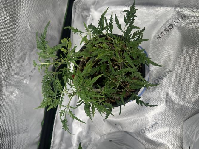 Cleopatra/Crown Bonsai. Week 20