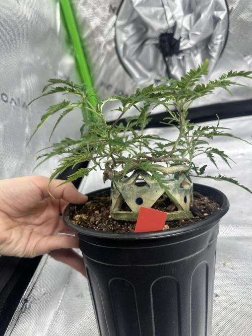 Cleopatra/Crown Bonsai. Week 20