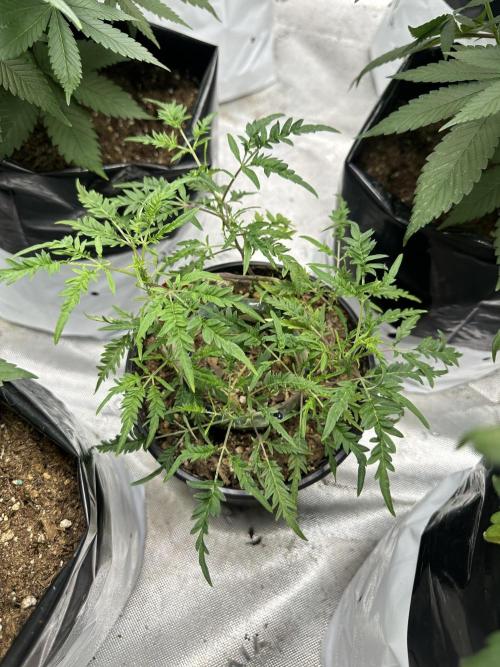 Cleopatra/Crown Bonsai. Week 20