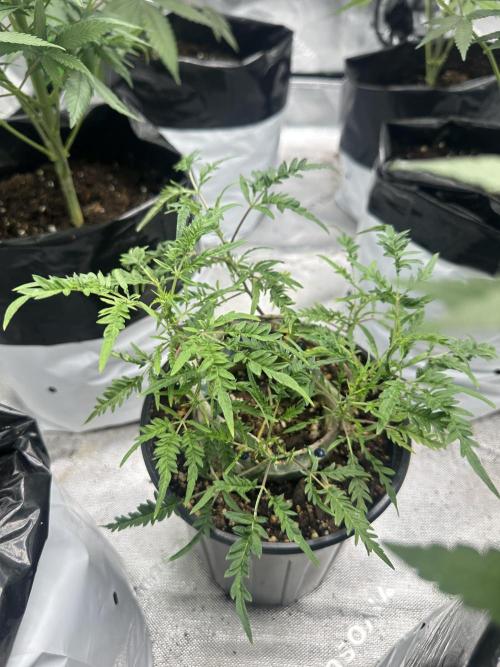 Cleopatra/Crown Bonsai. Week 20