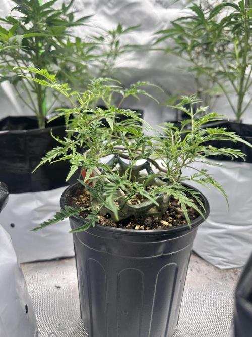 Hi-Elevation Genetics - Freakshow by melodygrows